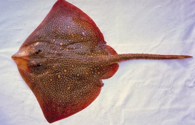 Raja asterias_010.jpg